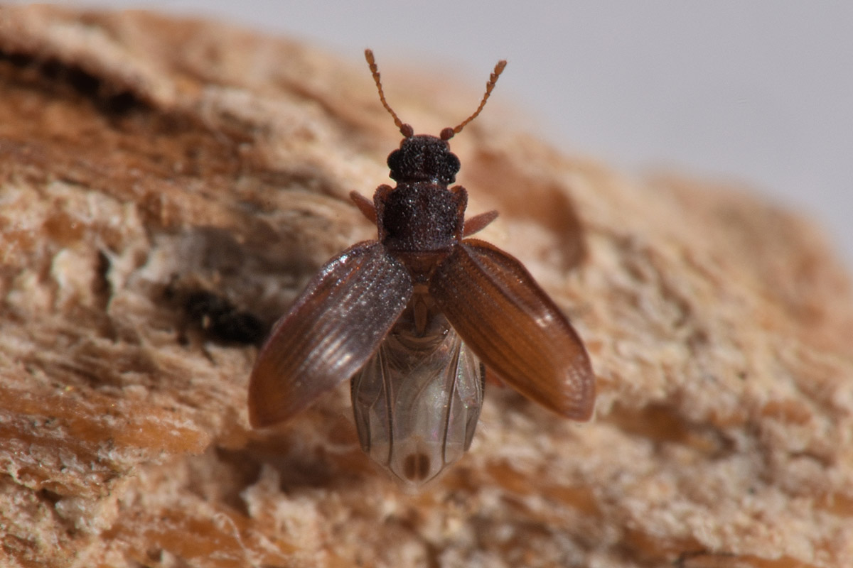 Latridiidae: Latridius sp?